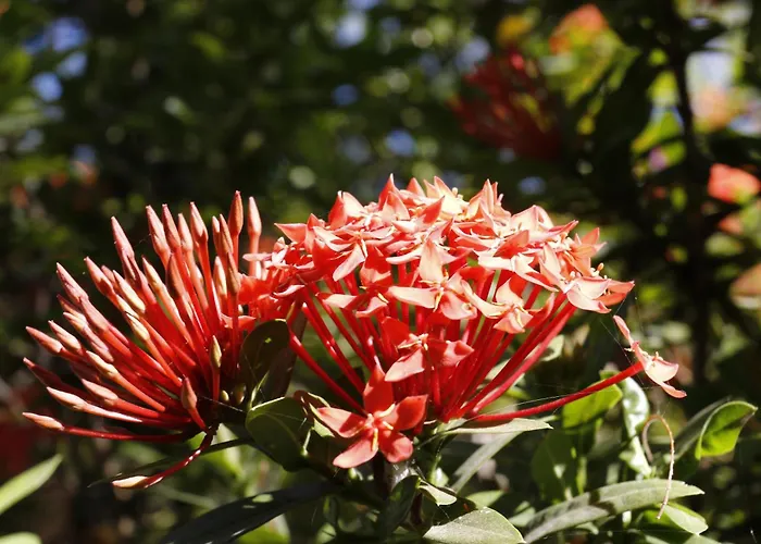 Hibiscus Bed and breakfast Playa Junquillal