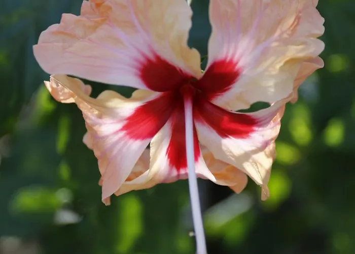 Hibiscus 3*